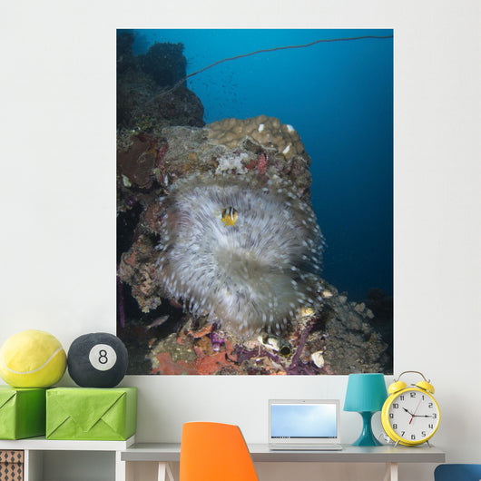 Anemone Kiyosumi Maru Shipwreck Wall Decal