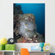 Anemone Kiyosumi Maru Shipwreck Wall Decal