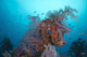 Coral Growth Hanakawa Maru Wall Decal