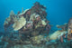 Engine Betty Bomber Airplane Wall Decal