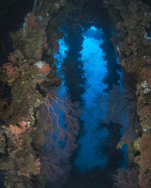 Coral Growth Yamagiri Maru Wall Decal