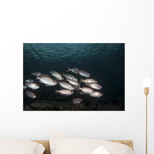 Soldierfish Maldives Wall Decal