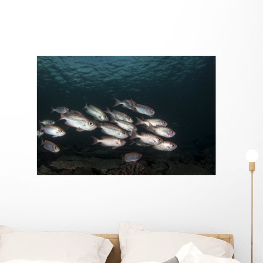 Soldierfish Maldives Wall Decal