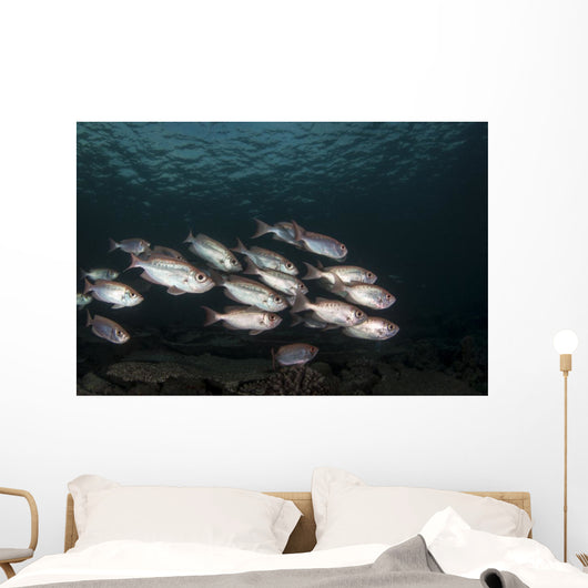 Soldierfish Maldives Wall Decal