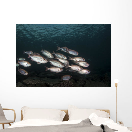 Soldierfish Maldives Wall Decal