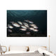 Soldierfish Maldives Wall Decal