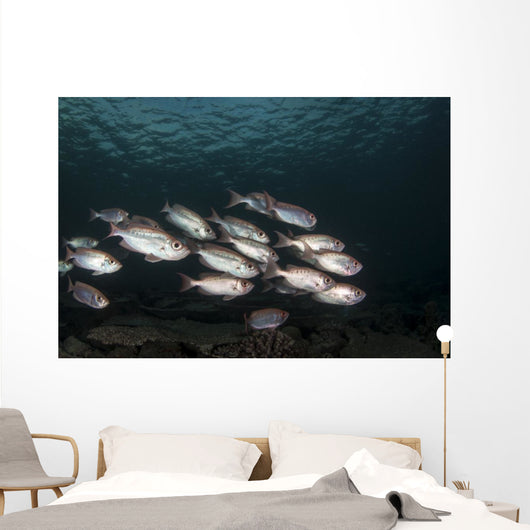 Soldierfish Maldives Wall Decal