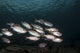 Soldierfish Maldives Wall Decal