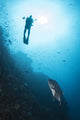 Diver and Trevally Komodo Wall Decal