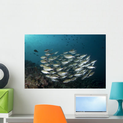 School Fish Maldives Wall Decal shown on a wall