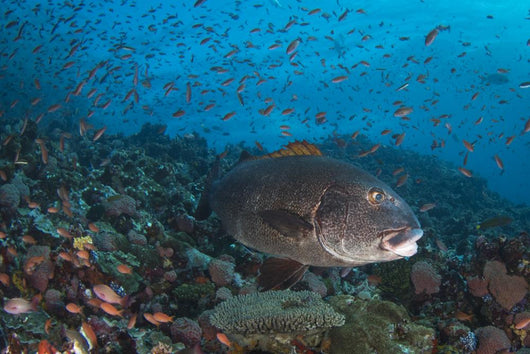 Sweetlips Komodo National Park Landscape Wall Decal
