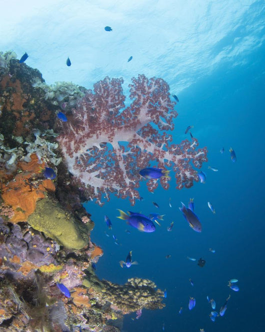 Soft Coral Growth Wreck Wall Decal