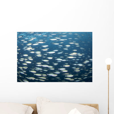 School Fish Truk Lagoon Wall Decal shown on a wall