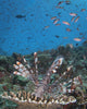 Lionfish Reef Komodo National Wall Decal