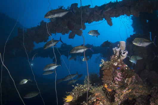 Trevally Seiko Maru Shipwreck Wall Decal