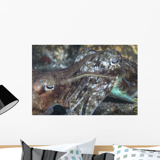 Mating Cuttlefish Wall Decal