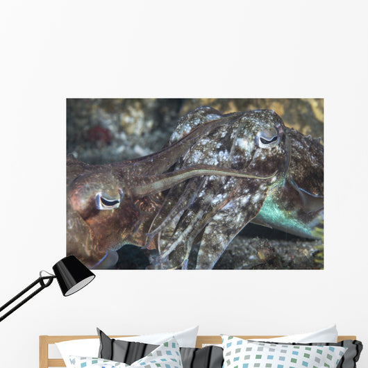 Mating Cuttlefish Wall Decal