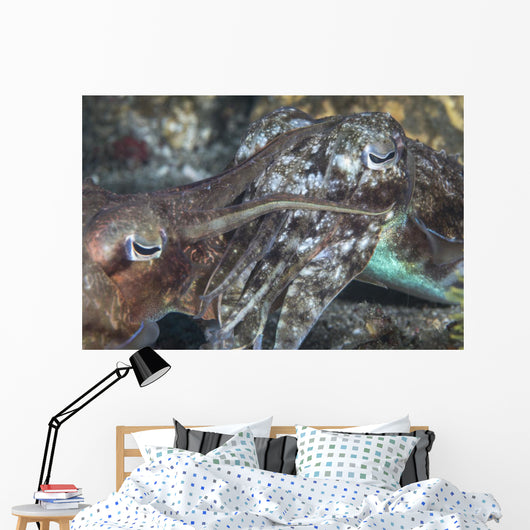 Mating Cuttlefish Wall Decal