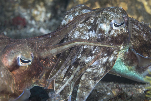 Mating Cuttlefish Wall Decal