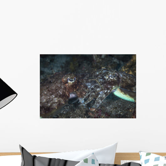 Mating Cuttlefish Close-up Wall Decal