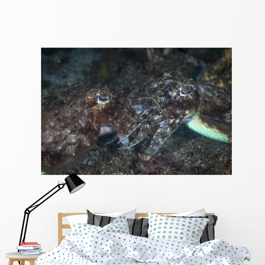 Mating Cuttlefish Close-up Wall Decal