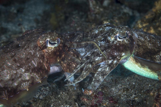 Mating Cuttlefish Close-up Wall Decal