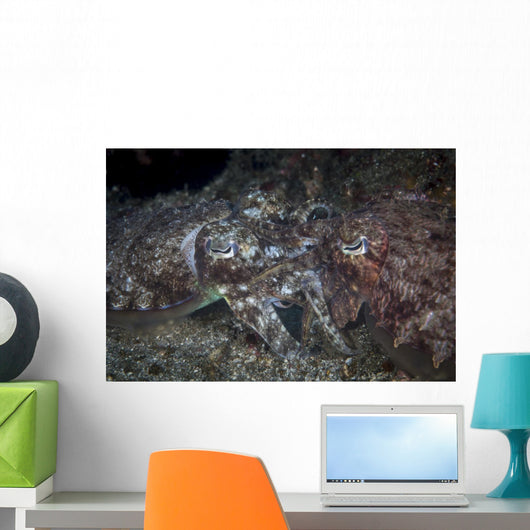 Mating Cuttlefish Distant Wall Decal