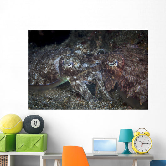 Mating Cuttlefish Distant Wall Decal