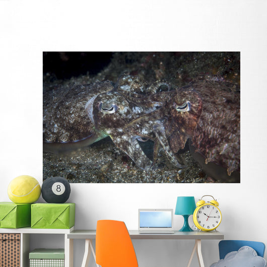 Mating Cuttlefish Distant Wall Decal