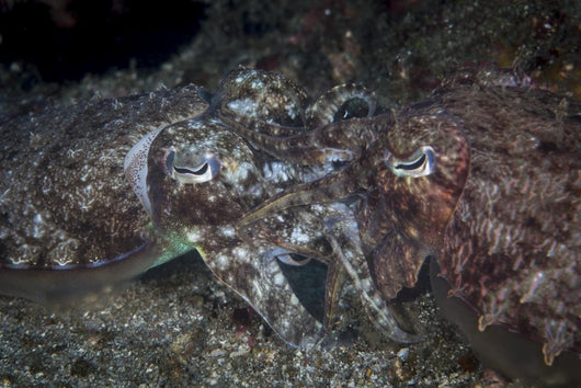 Mating Cuttlefish Distant Wall Decal