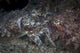 Mating Cuttlefish Distant Wall Decal