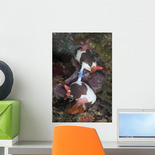 Mating Nembrotha Chamberlaini Nudibranchs Wall Decal