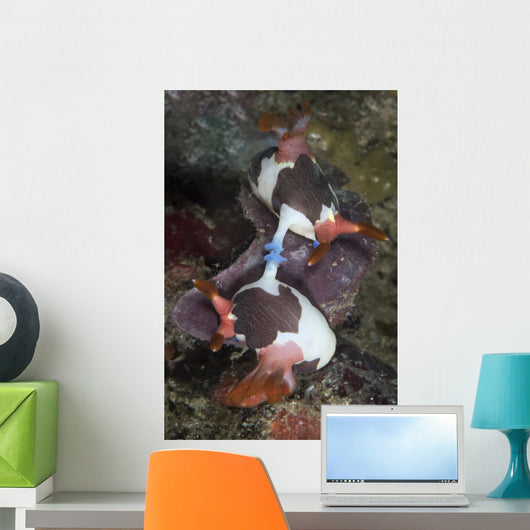 Mating Nembrotha Chamberlaini Nudibranchs Wall Decal