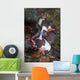 Mating Nembrotha Chamberlaini Nudibranchs Wall Decal