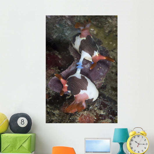 Mating Nembrotha Chamberlaini Nudibranchs Wall Decal