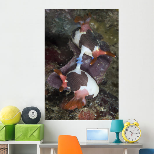 Mating Nembrotha Chamberlaini Nudibranchs Wall Decal