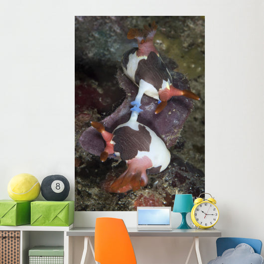 Mating Nembrotha Chamberlaini Nudibranchs Wall Decal
