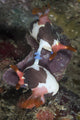 Mating Nembrotha Chamberlaini Nudibranchs Wall Decal