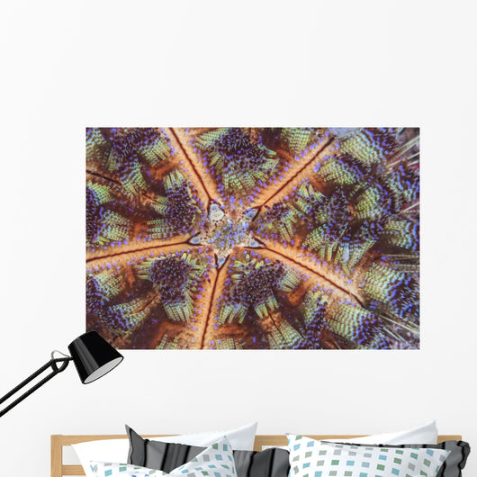 Fire Urchin Komodo National Wall Decal