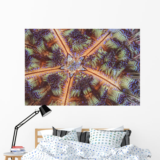 Fire Urchin Komodo National Wall Decal