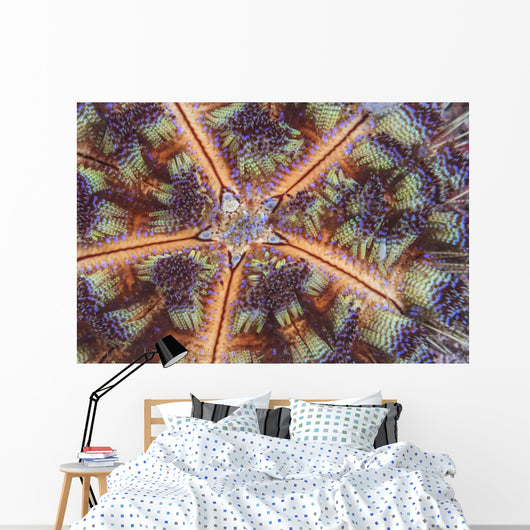 Fire Urchin Komodo National Wall Decal