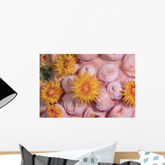 Tubastraea Cup Coral Komodo Wall Decal