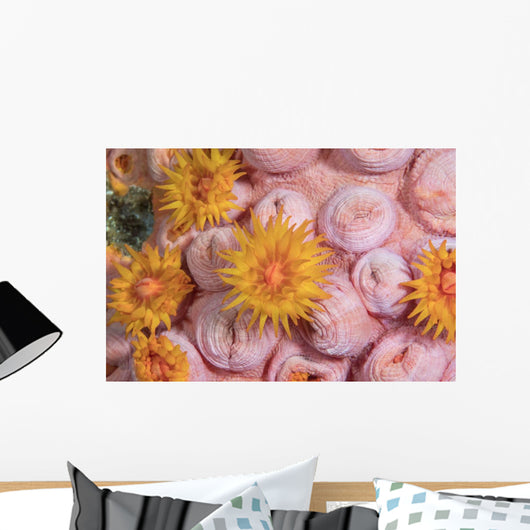 Tubastraea Cup Coral Komodo Wall Decal