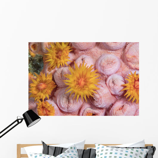 Tubastraea Cup Coral Komodo Wall Decal