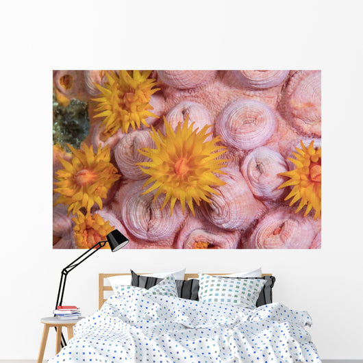 Tubastraea Cup Coral Komodo Wall Decal