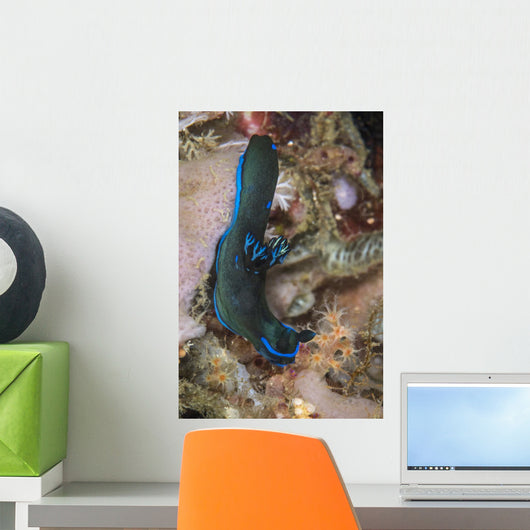 Tambja Morosa Nudibranch Komodo Vertical Wall Decal