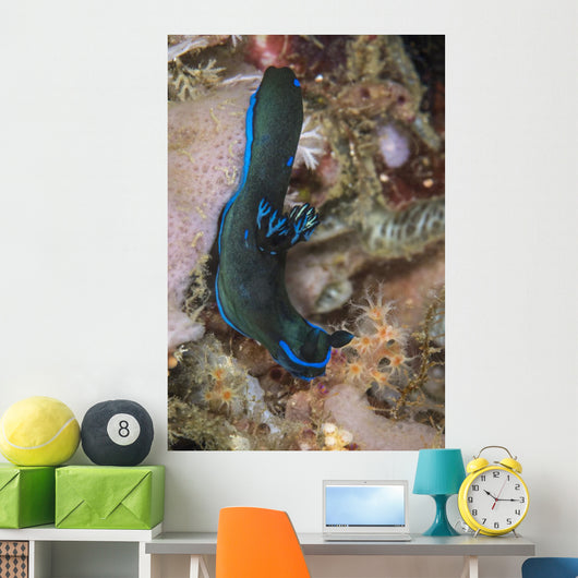 Tambja Morosa Nudibranch Komodo Vertical Wall Decal