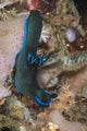 Tambja Morosa Nudibranch Komodo Vertical Wall Decal