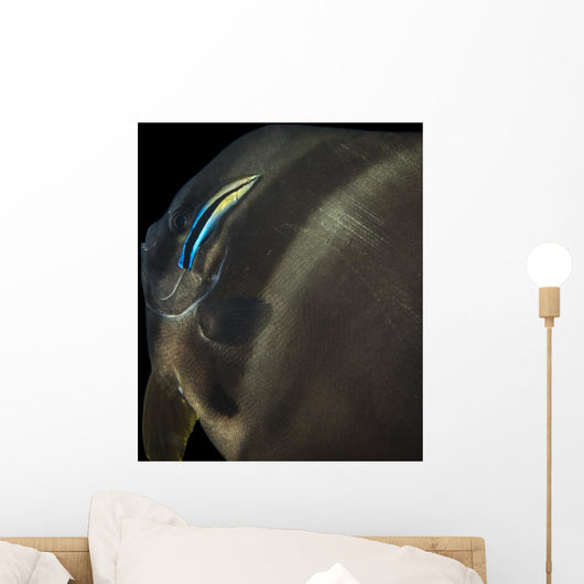 Batfish Being Cleaned Cleaner Wall Decal