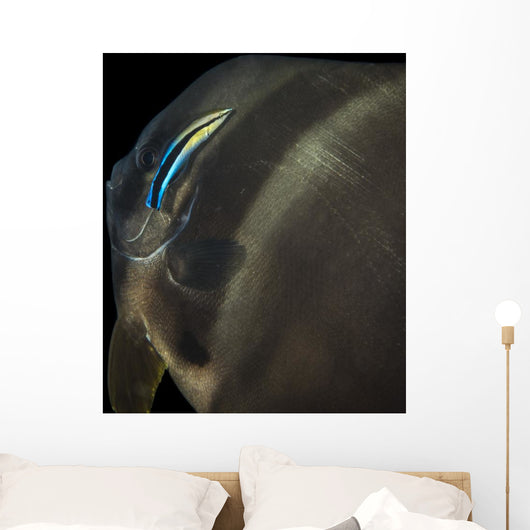 Batfish Being Cleaned Cleaner Wall Decal